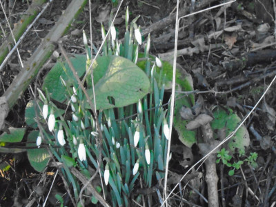 January snowdrops in the hedge