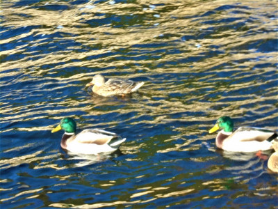 nice texture bit blurred February 1st 2021 Ducks