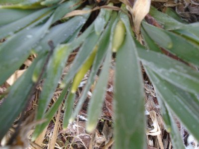 daffodils emerging February 1st 2021