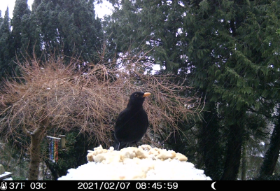 the early bird captures the crumbled up toast and rice krispies
