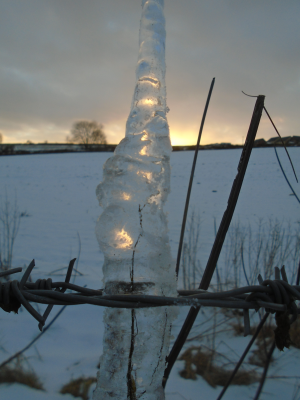 sunset through icicle on barbed wire