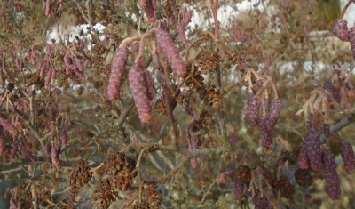 Dendrology Club