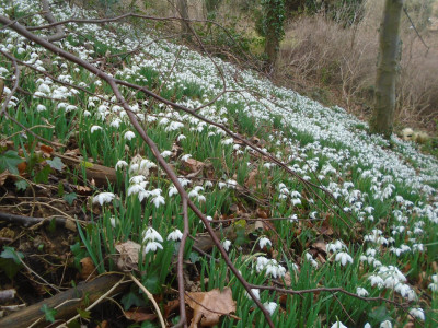 Snowdrop Woodland Carpet