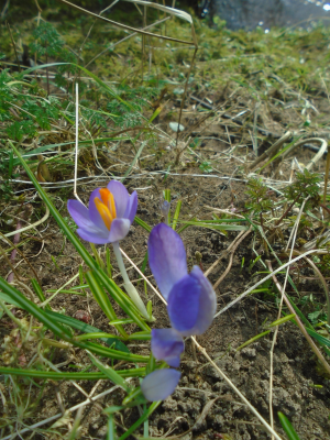 Crocus Northumberlandia