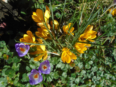 crocus and the honey bee