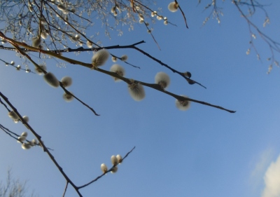 March 1st 2021 is..<br />Blue sky and fluffy pussy willow