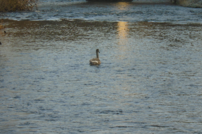 one of last years Cygnets <br />Still a bit stubby and grey