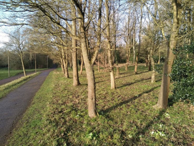 woodfortrees.jpg