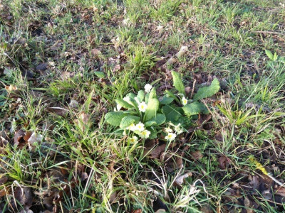 primroses.jpg