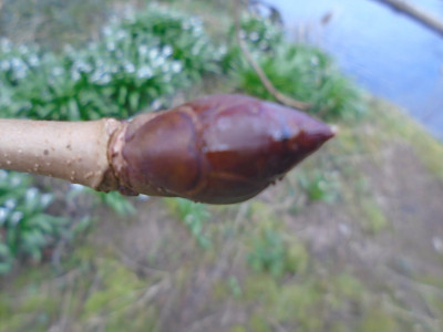 horse chestnut in the sticky bud phase