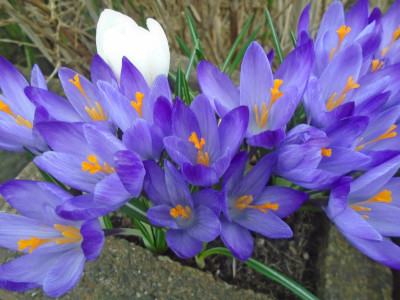 Get your Northumberland Saffron here.<br />Well not really as I found out you need Crocus sativus for that...