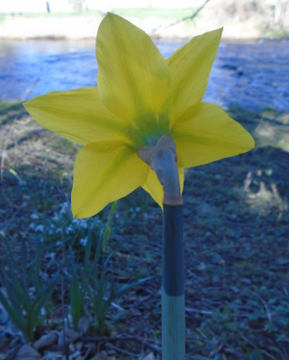 I've looked at daffodils from both sides now..