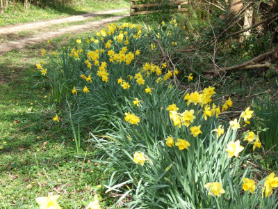 Daffodils.JPG