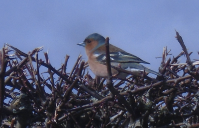 Chaffinch on a crown of thorns