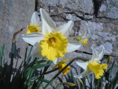 not all daffodils are the same