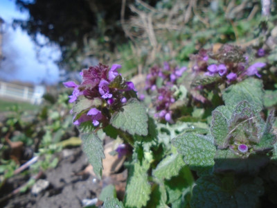 red dead nettle<br />photographs too purple