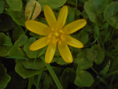 Fig Buttercup, Figwort, Lesser Celandine, Pilewort