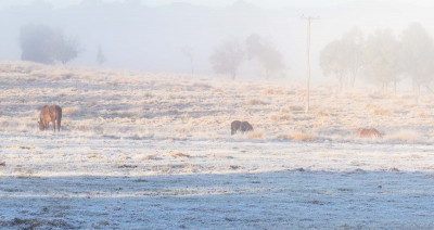 Frosty morning reduced-1483.jpg