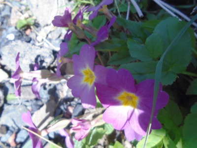DSC05366.JPG