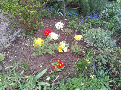 polyanthus.jpg