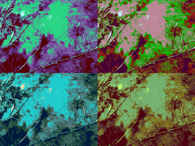 Warhol Frogspawn