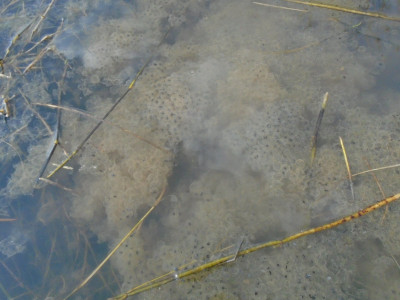 First frogspawn 2021