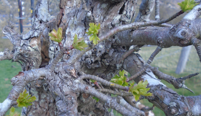 Spring brings the old hawthorn back to life