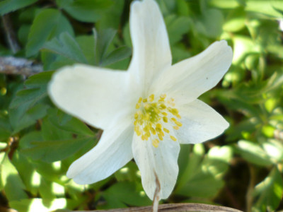 name that flower