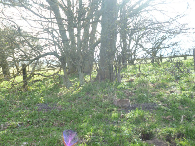 Spot the easter bunny