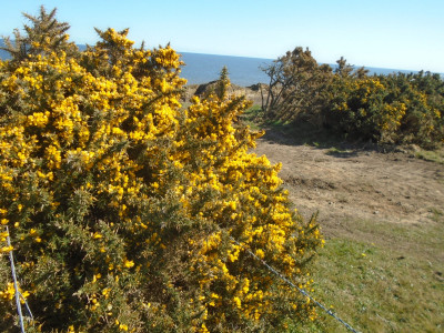 Blooms of the day...bright yellow gorse