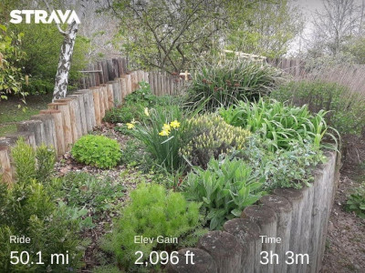 A border in the Sensory Garden