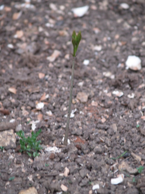AA230417.JPG