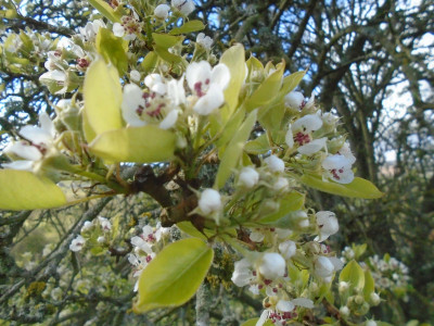 Pear blossom Time