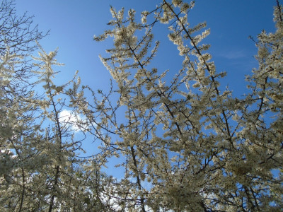 Blackthorn blossom time