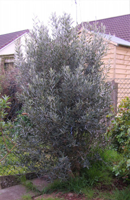 IMGP2266 (2).JPG