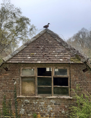 Duck on a roof - own work