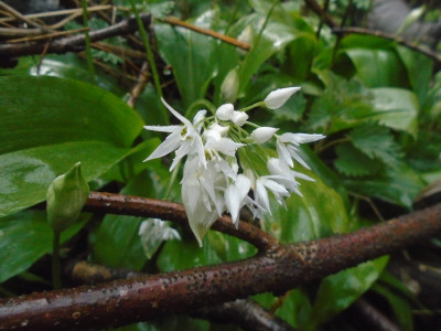 wild garlic time