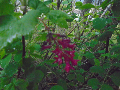 red currant time