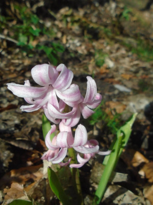 May 1st hyacinth on waste ground