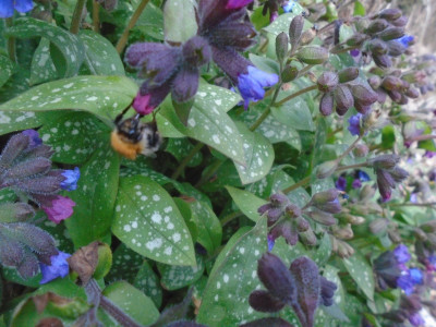 May 2nd 2021 Brown Carder Bee for me