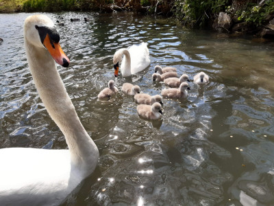 Nine cygnets - own work