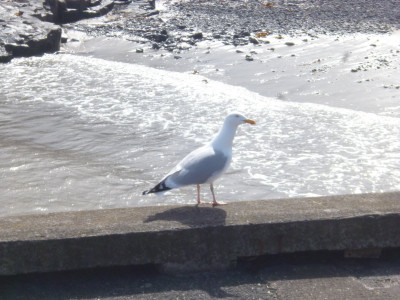 A herring Gull