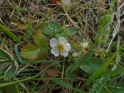 Wild Strawberry