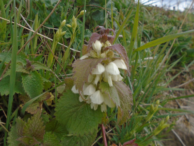 White Dead Nettle