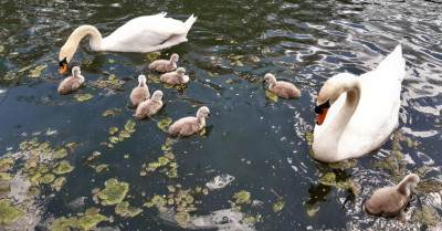 Spot the cygnet - own work