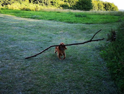 stick.jpg