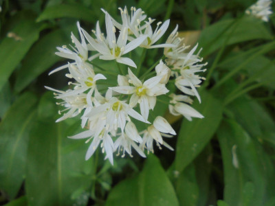 Wild Garlic