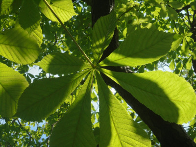 and Horse Chestnut