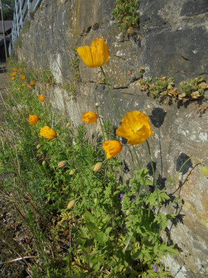 June 1st 2021  Welsh Poppies