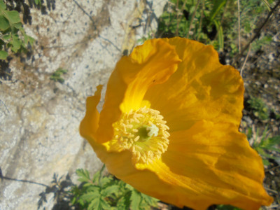 June 1st 2021  Welsh Poppy